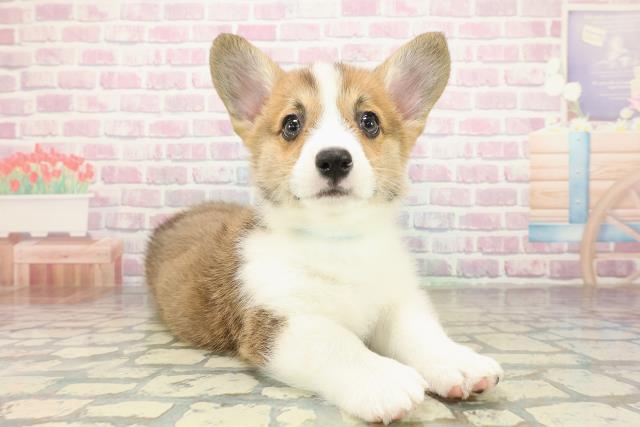 茨城県のウェルシュコーギーペンブローク (Coo&RIKU日立店/2025年10月29日生まれ/男の子/レッドホワイト)の子犬の3枚目の画像