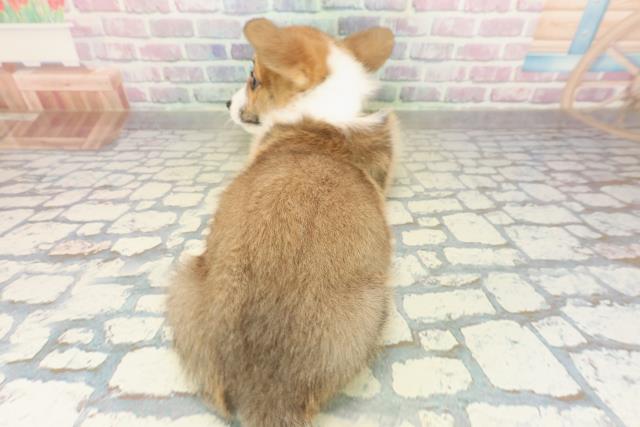 茨城県のウェルシュコーギーペンブローク (Coo&RIKU日立店/2025年10月29日生まれ/男の子/レッドホワイト)の子犬の4枚目の画像