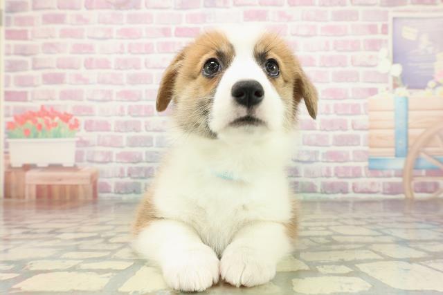 神奈川県のウェルシュコーギーペンブローク (Coo&RIKU横須賀店/2025年10月29日生まれ/男の子/レッドホワイト)の子犬の1枚目の画像