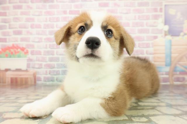 神奈川県のウェルシュコーギーペンブローク (Coo&RIKU横須賀店/2025年10月29日生まれ/男の子/レッドホワイト)の子犬の2枚目の画像