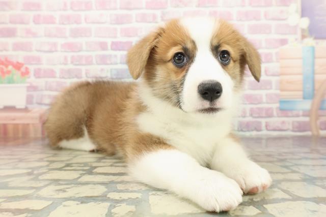 神奈川県のウェルシュコーギーペンブローク (Coo&RIKU横須賀店/2025年10月29日生まれ/男の子/レッドホワイト)の子犬の3枚目の画像