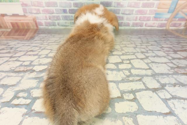 神奈川県のウェルシュコーギーペンブローク (Coo&RIKU横須賀店/2025年10月29日生まれ/男の子/レッドホワイト)の子犬の4枚目の画像