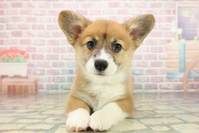 茨城県のウェルシュコーギーペンブローク (Coo&RIKU牛久店/2025年10月29日生まれ/女の子/レッドホワイト)の子犬の1枚目の画像