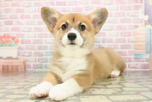 茨城県のウェルシュコーギーペンブローク (Coo&RIKU牛久店/2025年10月29日生まれ/女の子/レッドホワイト)の子犬の2枚目の画像