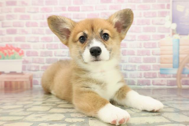 茨城県のウェルシュコーギーペンブローク (Coo&RIKU牛久店/2025年10月29日生まれ/女の子/レッドホワイト)の子犬の3枚目の画像