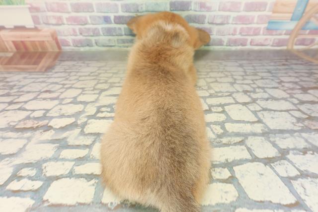 茨城県のウェルシュコーギーペンブローク (Coo&RIKU牛久店/2025年10月29日生まれ/女の子/レッドホワイト)の子犬の4枚目の画像