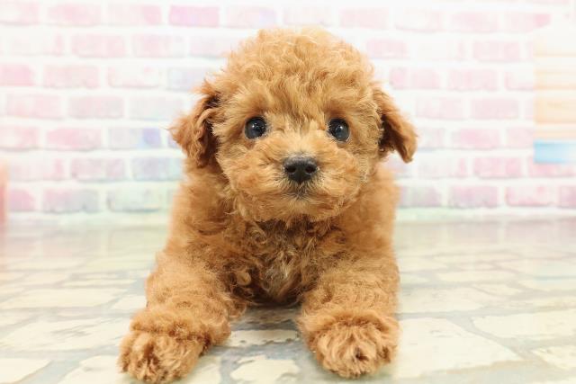 神奈川県のトイプードル(トイ) (Coo&RIKU横浜港南台店/2025年10月29日生まれ/男の子/レッド)の子犬の1枚目の画像