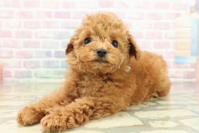 神奈川県のトイプードル(トイ) (Coo&RIKU横浜港南台店/2025年10月29日生まれ/男の子/レッド)の子犬の2枚目の画像