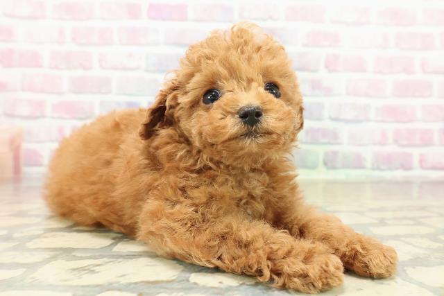 神奈川県のトイプードル(トイ) (Coo&RIKU横浜港南台店/2025年10月29日生まれ/男の子/レッド)の子犬の3枚目の画像