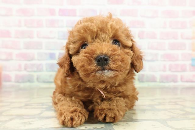 神奈川県のトイプードル(トイ) (Coo&RIKU平塚店/2025年10月29日生まれ/女の子/レッド)の子犬の1枚目の画像