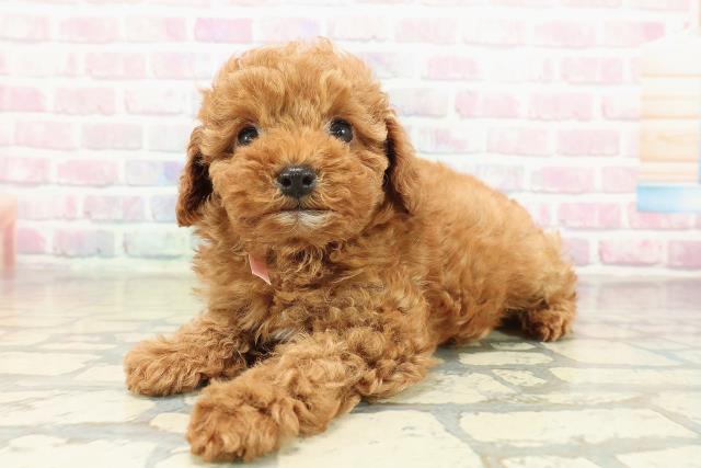 神奈川県のトイプードル(トイ) (Coo&RIKU平塚店/2025年10月29日生まれ/女の子/レッド)の子犬の2枚目の画像