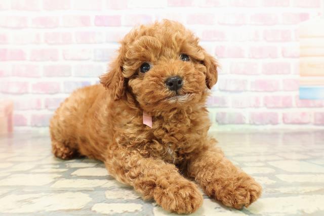 神奈川県のトイプードル(トイ) (Coo&RIKU平塚店/2025年10月29日生まれ/女の子/レッド)の子犬の3枚目の画像