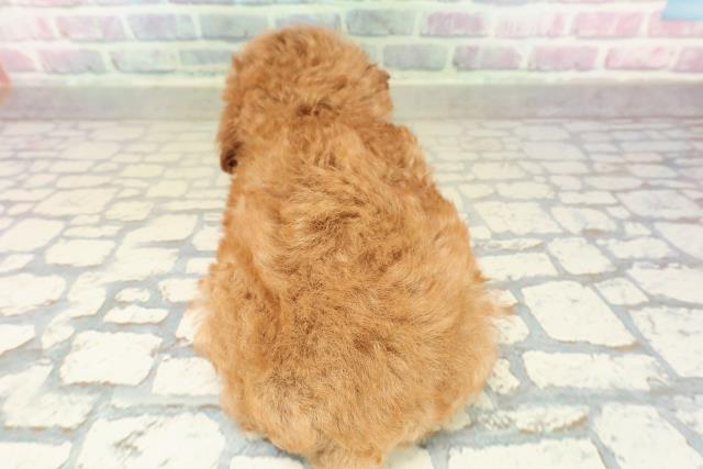 神奈川県のトイプードル(トイ) (Coo&RIKU平塚店/2025年10月29日生まれ/女の子/レッド)の子犬の4枚目の画像