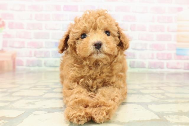 茨城県のトイプードル(トイ) (Coo&RIKU牛久店/2025年10月29日生まれ/女の子/レッド)の子犬の1枚目の画像