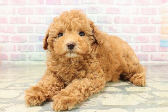 茨城県のトイプードル(トイ) (Coo&RIKU牛久店/2025年10月29日生まれ/女の子/レッド)の子犬の2枚目の画像