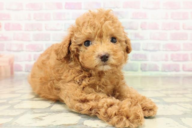 茨城県のトイプードル(トイ) (Coo&RIKU牛久店/2025年10月29日生まれ/女の子/レッド)の子犬の3枚目の画像