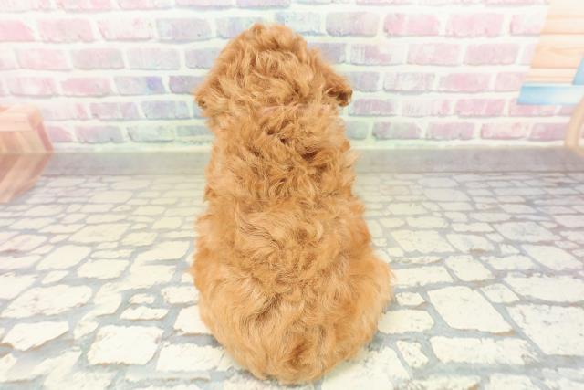 茨城県のトイプードル(トイ) (Coo&RIKU牛久店/2025年10月29日生まれ/女の子/レッド)の子犬の4枚目の画像