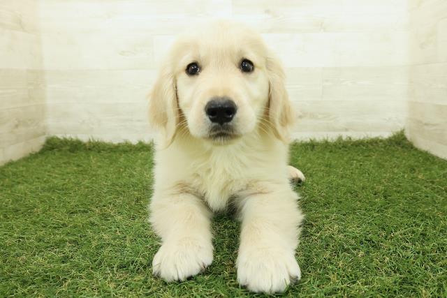 栃木県のゴールデンレトリバー (Coo&RIKU足利店/2025年10月26日生まれ/男の子/ゴールド)の子犬の1枚目の画像