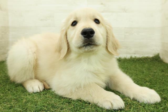 栃木県のゴールデンレトリバー (Coo&RIKU足利店/2025年10月26日生まれ/男の子/ゴールド)の子犬の3枚目の画像