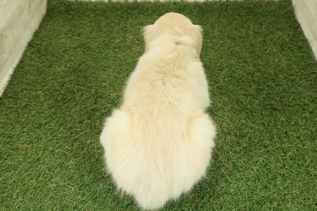 栃木県のゴールデンレトリバー (Coo&RIKU足利店/2025年10月26日生まれ/男の子/ゴールド)の子犬の4枚目の画像