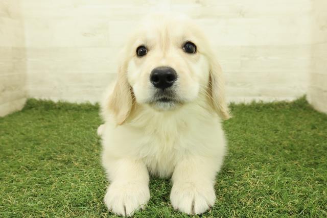 栃木県のゴールデンレトリバー (Coo&RIKUFKDインターパーク店/2025年10月26日生まれ/女の子/ゴールド)の子犬の1枚目の画像