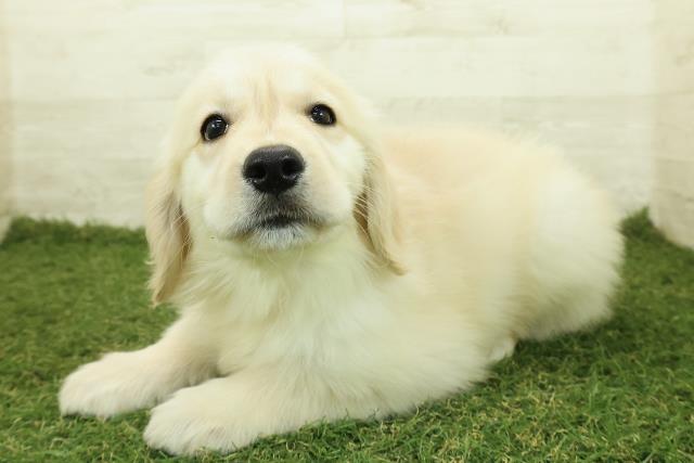 栃木県のゴールデンレトリバー (Coo&RIKUFKDインターパーク店/2025年10月26日生まれ/女の子/ゴールド)の子犬の2枚目の画像