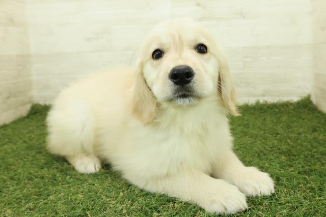 栃木県のゴールデンレトリバー (Coo&RIKUFKDインターパーク店/2025年10月26日生まれ/女の子/ゴールド)の子犬の3枚目の画像