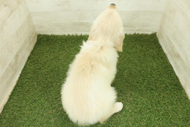 栃木県のゴールデンレトリバー (Coo&RIKUFKDインターパーク店/2025年10月26日生まれ/女の子/ゴールド)の子犬の4枚目の画像