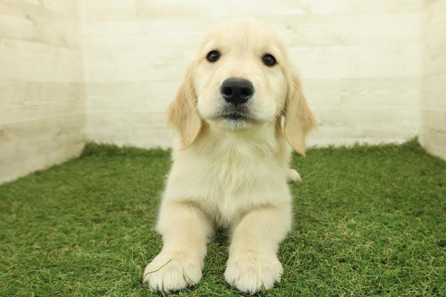 茨城県のゴールデンレトリバー (Coo&RIKU石岡店/2025年10月26日生まれ/女の子/ゴールド)の子犬の1枚目の画像