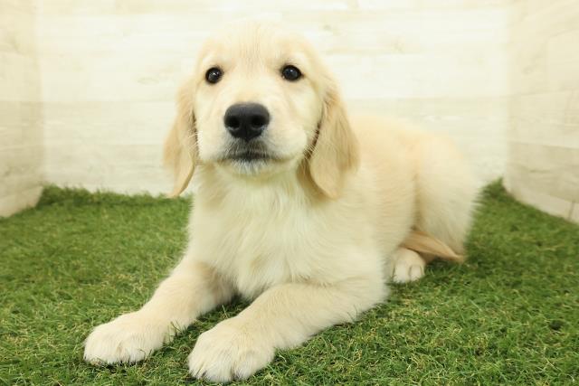 茨城県のゴールデンレトリバー (Coo&RIKU石岡店/2025年10月26日生まれ/女の子/ゴールド)の子犬の2枚目の画像