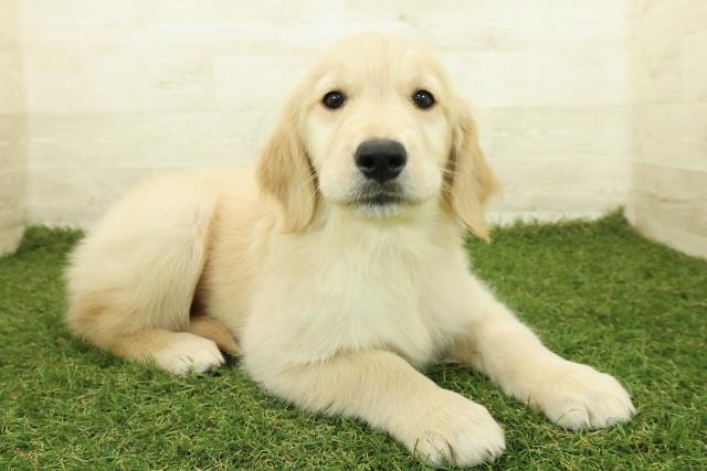 茨城県のゴールデンレトリバー (Coo&RIKU石岡店/2025年10月26日生まれ/女の子/ゴールド)の子犬の3枚目の画像