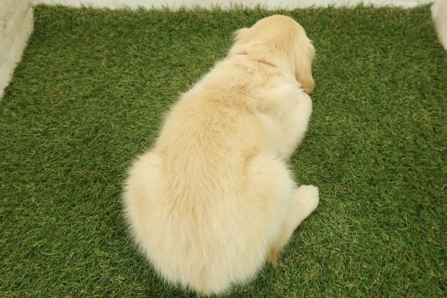 茨城県のゴールデンレトリバー (Coo&RIKU石岡店/2025年10月26日生まれ/女の子/ゴールド)の子犬の4枚目の画像