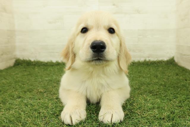 神奈川県のゴールデンレトリバー (Coo&RIKU横浜港南台店/2025年10月26日生まれ/女の子/ゴールド)の子犬の1枚目の画像