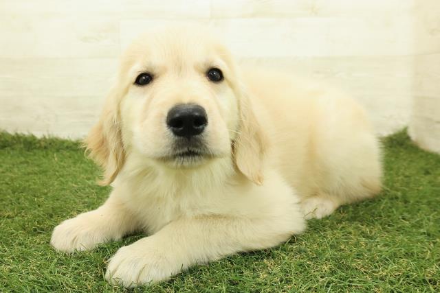 神奈川県のゴールデンレトリバー (Coo&RIKU横浜港南台店/2025年10月26日生まれ/女の子/ゴールド)の子犬の2枚目の画像