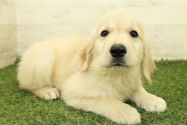 神奈川県のゴールデンレトリバー (Coo&RIKU横浜港南台店/2025年10月26日生まれ/女の子/ゴールド)の子犬の3枚目の画像