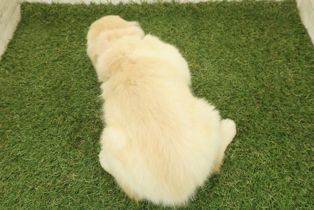 神奈川県のゴールデンレトリバー (Coo&RIKU横浜港南台店/2025年10月26日生まれ/女の子/ゴールド)の子犬の4枚目の画像