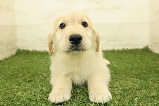 東京都のゴールデンレトリバー (Coo&RIKU福生店/2025年10月26日生まれ/女の子/ゴールド)の子犬の1枚目の画像