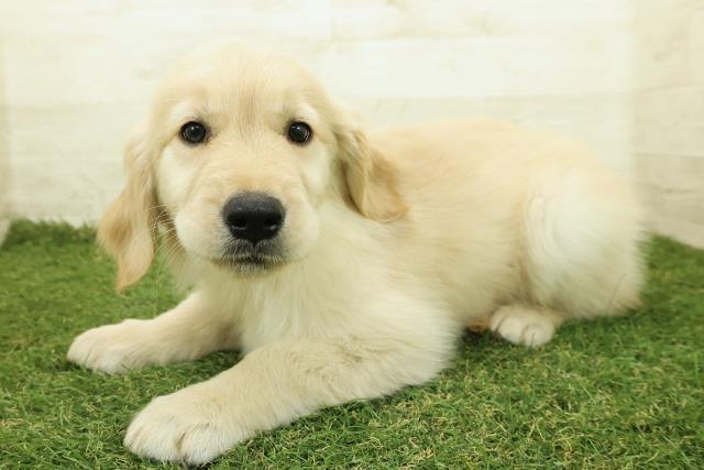 東京都のゴールデンレトリバー (Coo&RIKU福生店/2025年10月26日生まれ/女の子/ゴールド)の子犬の2枚目の画像