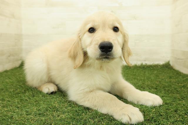 東京都のゴールデンレトリバー (Coo&RIKU福生店/2025年10月26日生まれ/女の子/ゴールド)の子犬の3枚目の画像