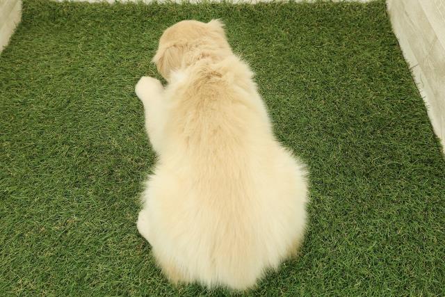 東京都のゴールデンレトリバー (Coo&RIKU福生店/2025年10月26日生まれ/女の子/ゴールド)の子犬の4枚目の画像