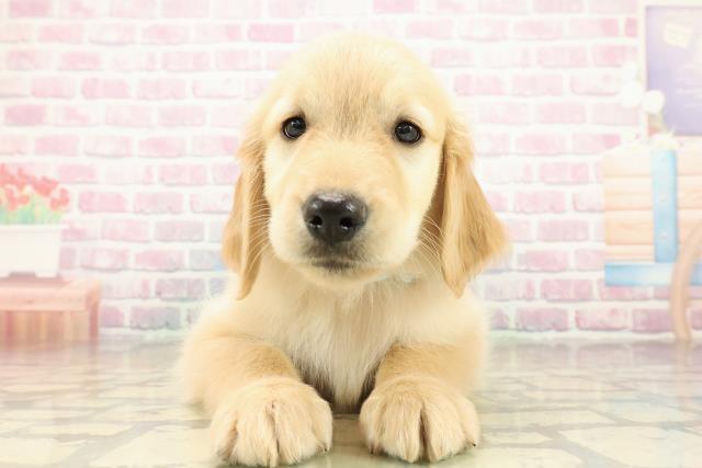 東京都のゴールデンレトリバー (Coo&RIKU府中店/2025年10月27日生まれ/男の子/ゴールド)の子犬の1枚目の画像