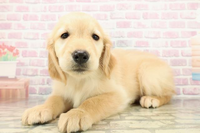 東京都のゴールデンレトリバー (Coo&RIKU府中店/2025年10月27日生まれ/男の子/ゴールド)の子犬の2枚目の画像