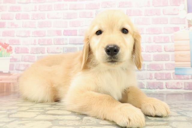 東京都のゴールデンレトリバー (Coo&RIKU府中店/2025年10月27日生まれ/男の子/ゴールド)の子犬の3枚目の画像