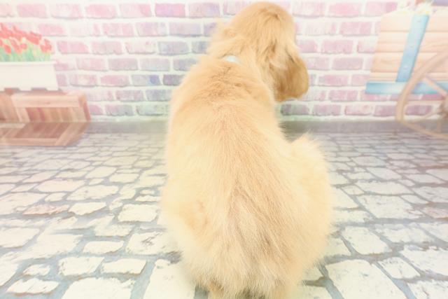 東京都のゴールデンレトリバー (Coo&RIKU府中店/2025年10月27日生まれ/男の子/ゴールド)の子犬の4枚目の画像