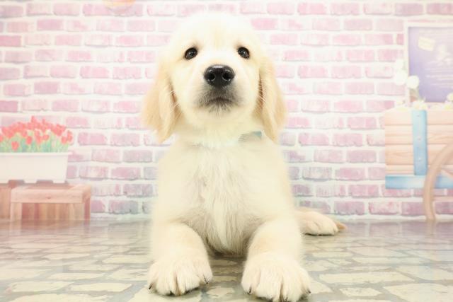 神奈川県のゴールデンレトリバー (Coo&RIKU江の島店/2025年10月27日生まれ/男の子/ゴールド)の子犬の1枚目の画像