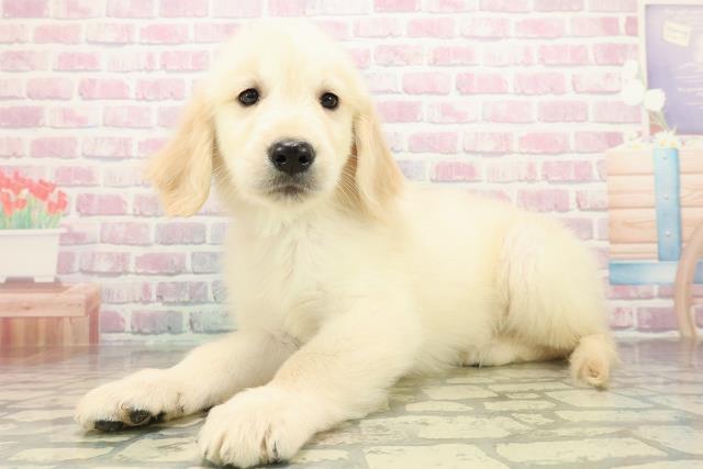 神奈川県のゴールデンレトリバー (Coo&RIKU江の島店/2025年10月27日生まれ/男の子/ゴールド)の子犬の2枚目の画像