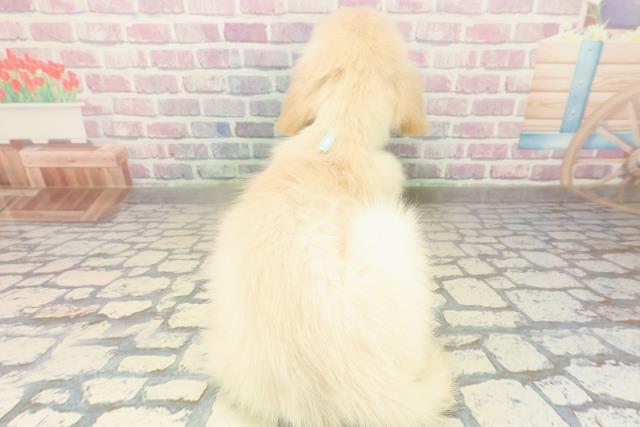 神奈川県のゴールデンレトリバー (Coo&RIKU江の島店/2025年10月27日生まれ/男の子/ゴールド)の子犬の4枚目の画像