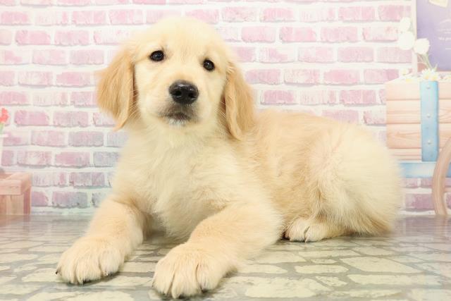 埼玉県のゴールデンレトリバー (Coo&RIKU所沢店/2025年10月27日生まれ/男の子/ゴールド)の子犬の2枚目の画像