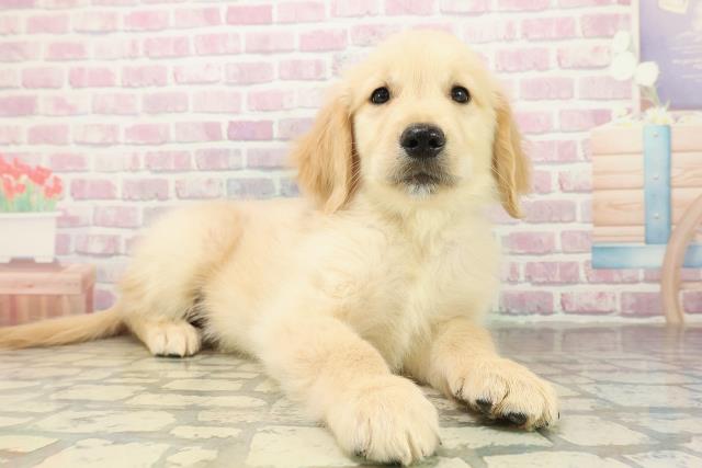 埼玉県のゴールデンレトリバー (Coo&RIKU所沢店/2025年10月27日生まれ/男の子/ゴールド)の子犬の3枚目の画像