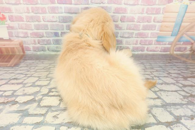 埼玉県のゴールデンレトリバー (Coo&RIKU所沢店/2025年10月27日生まれ/男の子/ゴールド)の子犬の4枚目の画像